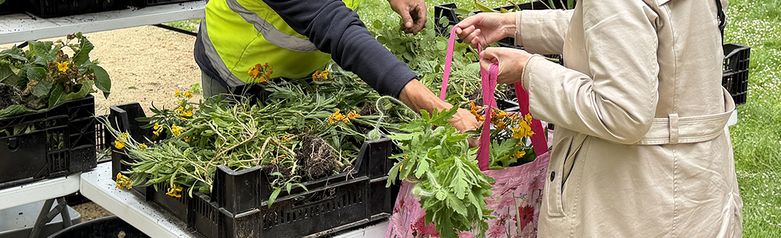 Adopte une plante : les 3 et 4 novembre 2026, donnez une seconde vie aux plantes issues des massifs de la ville