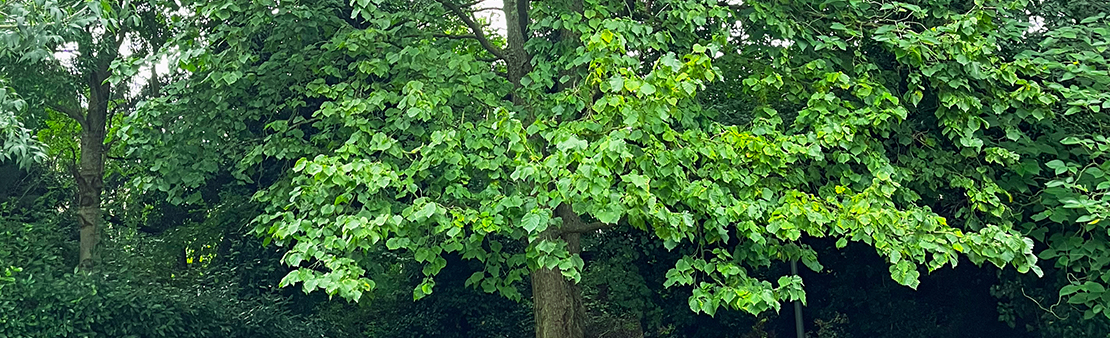 L’arbre de l’été : c’est Byzance !