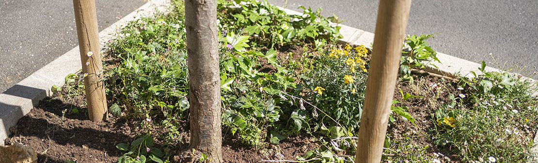 Pieds d’arbre, trottoirs : un entretien régulier pour le confort de tous