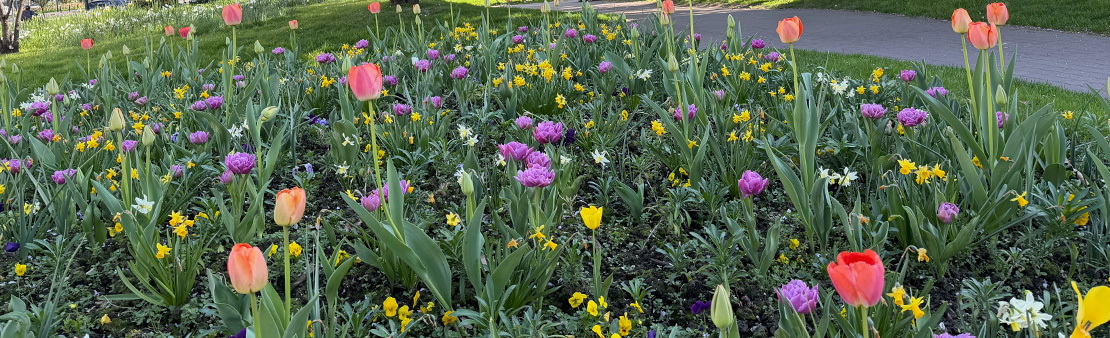 Distribution gratuite de plantes issues des massifs de la ville, les 5 et 6 mai 2026 !
