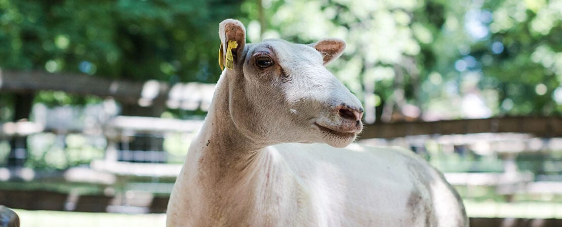 Ferme de Maisons-Alfort : Tonte des moutons et filage de la laine