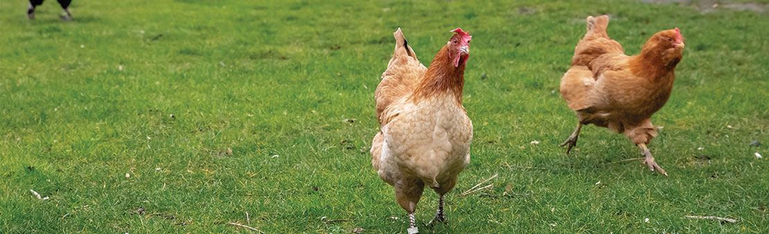 Environnement : les premières poules adoptées par les Maisonnais !