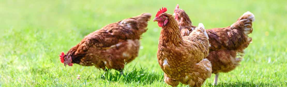 Alerte sur les œufs des poulaillers domestiques : l’ARS recommande de ne plus en manger