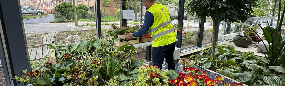 Distribution gratuite de plants à la Maison de l’Environnement