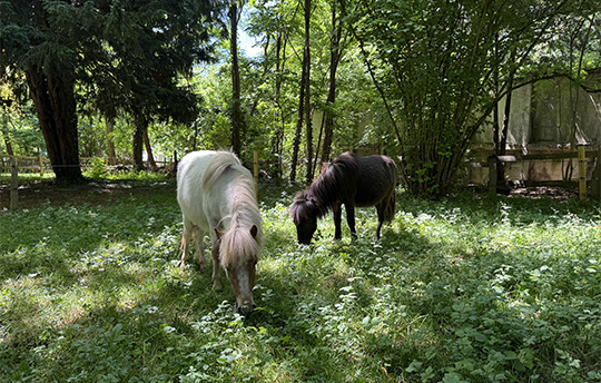 Article540x344_Poneys