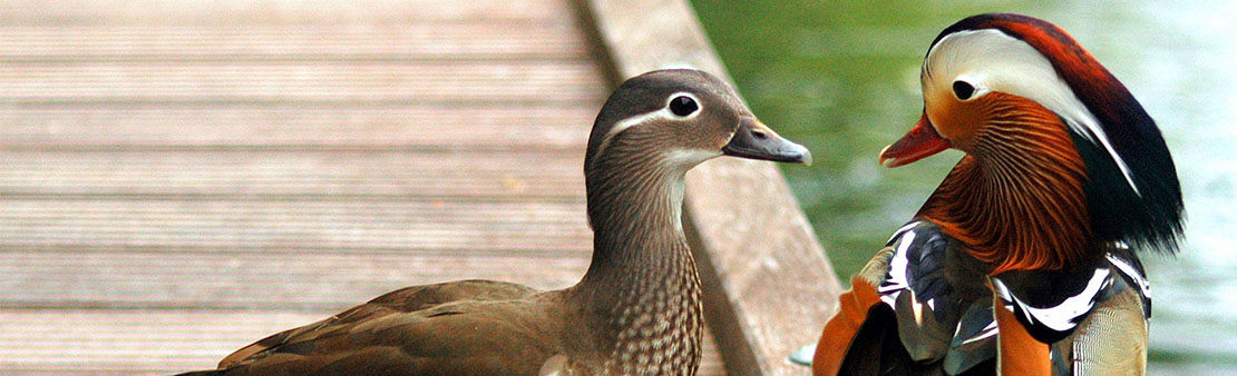Canards, pigeons, cygnes : pourquoi ne faut-il pas donner du pain aux oiseaux ?