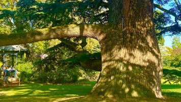 Visite de Châtenay-Malabry et de l&rsquo;Arboretum
