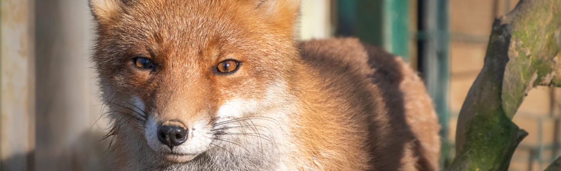 Renards en ville : Stop aux idées reçues pour une cohabitation sereine