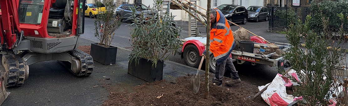 Patrimoine arboré : Comment et pourquoi sont abattus certains arbres ?